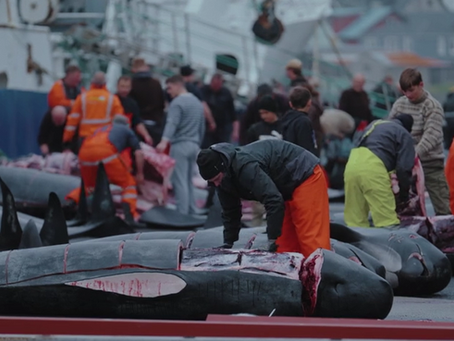 Grindadráp | Sea Shepherd