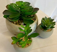 plants 3.jpg