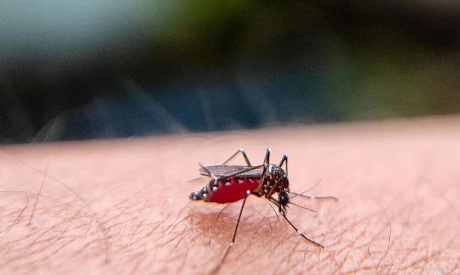 Dengue PhilHealth / Nobyembre 8, 2024 | PR 2024-0020