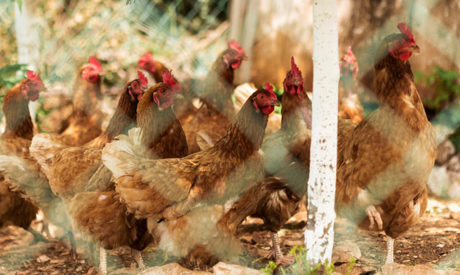 Unang kaso ng bird flu sa bata sa U.S. naitala sa California