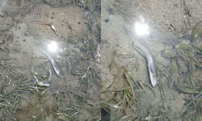 Fish kill sa Odiongan - Courtesy Rogelio F. De Juan Jr., Bantay Dagat