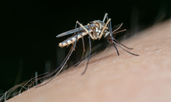 Mosquito Dengue - FP