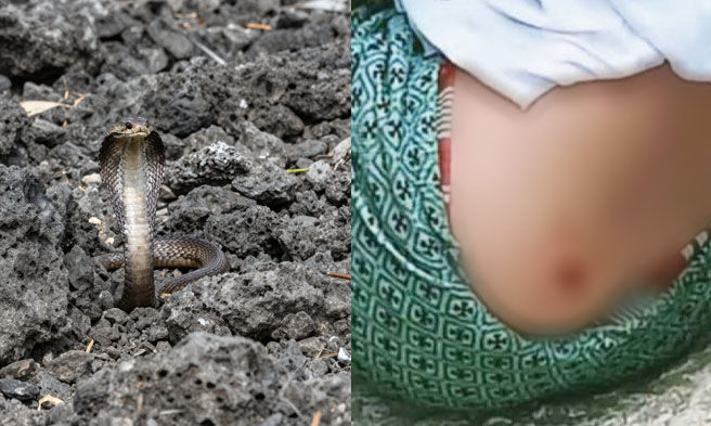 King Cobra at batang nakagat - File representation - Naib Talis Mlah