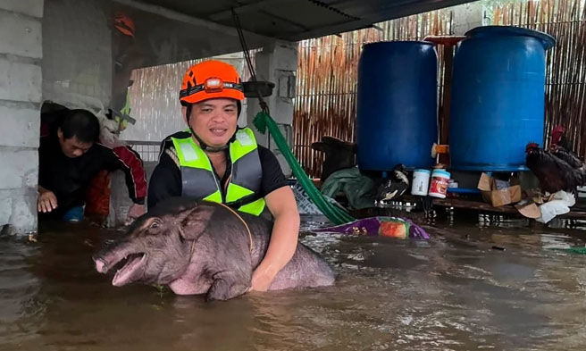 Bitbit ng rescuer mula sa Provincial Disaster Risk Reduction and Management Office (PDRRMO) ang isang alagang baboy na kasama sa mga inilikas na mga residente ng Sitio Tagor, Barangay Malabon, Candelaria, Zambales na kabilang sa mga lugar na labis na sinalanta ng pagbaha bunsod ng hagupit ng Bagyong Maymay at habagat. (Jeff Tumbado)