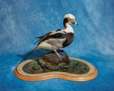 Long-tailed Duck