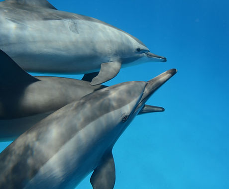 Egypte Dauphins circuit sud 13-20 juin 2015 - 057.jpg