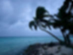 A gently leaning palm tree stretches over a sandy beach toward the calm Caribbean Sea at twilight.