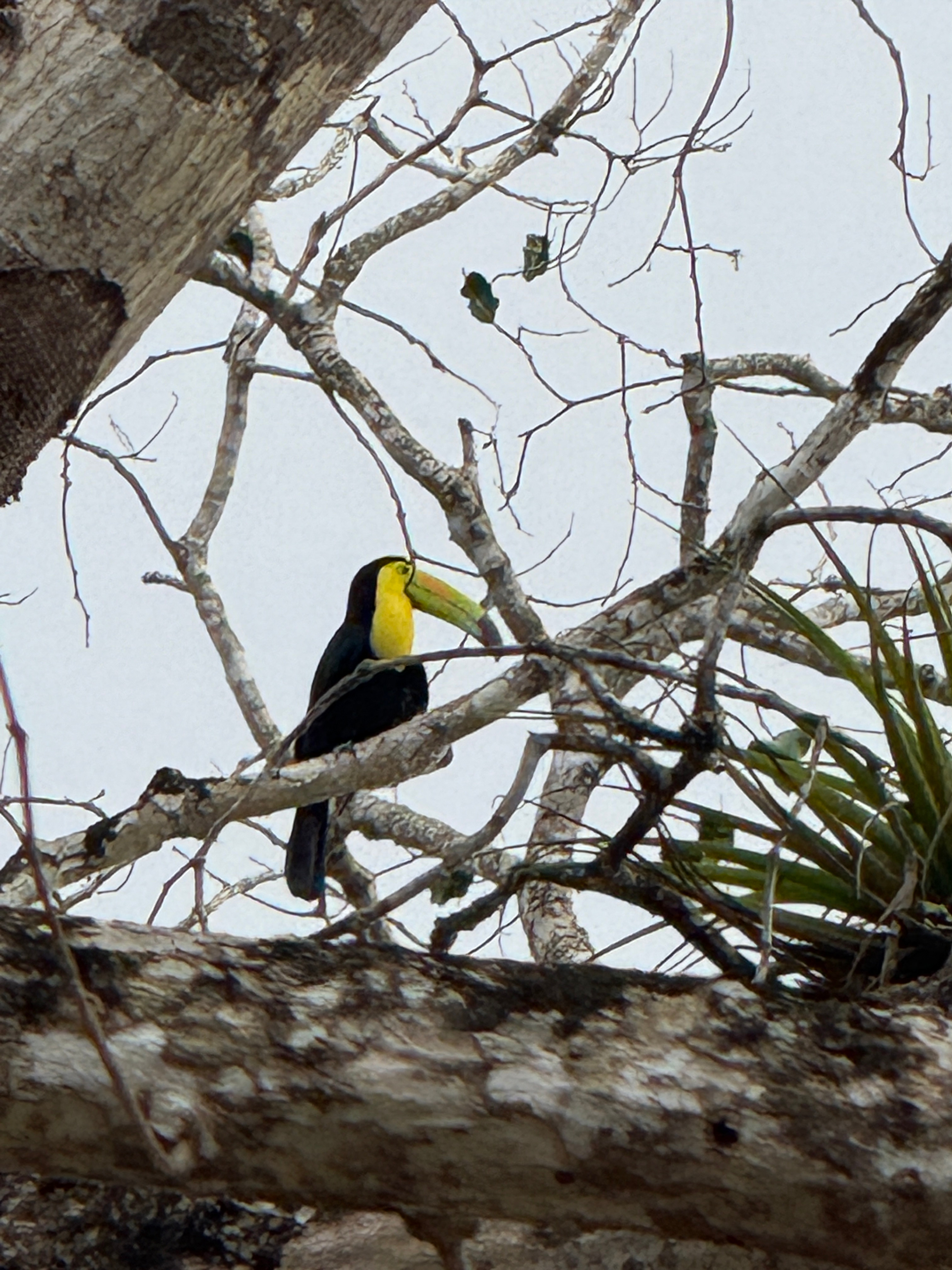 A colorful toucan perched in the rainforest canopy during a Belize tour