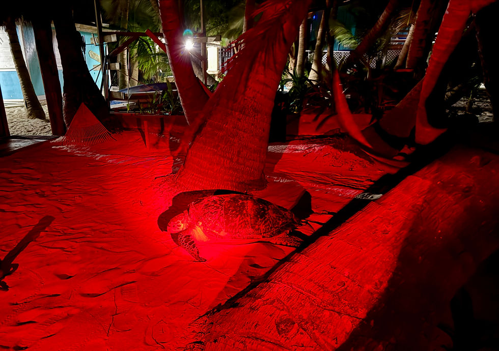 A sea turtle illuminated in soft red light, crawling across the sand with the glow of dining lights in the background.