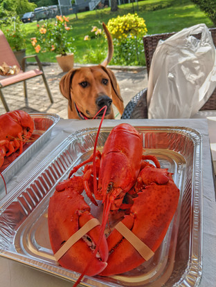 Not doggy food Marcus!