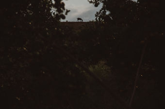 a silhouette of a deer standing on top of a hill