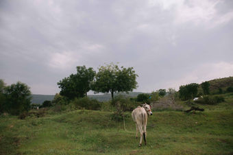 a cow standing in a grassy field with trees in the background