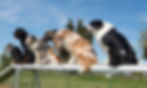 groupdogtraining.jpg