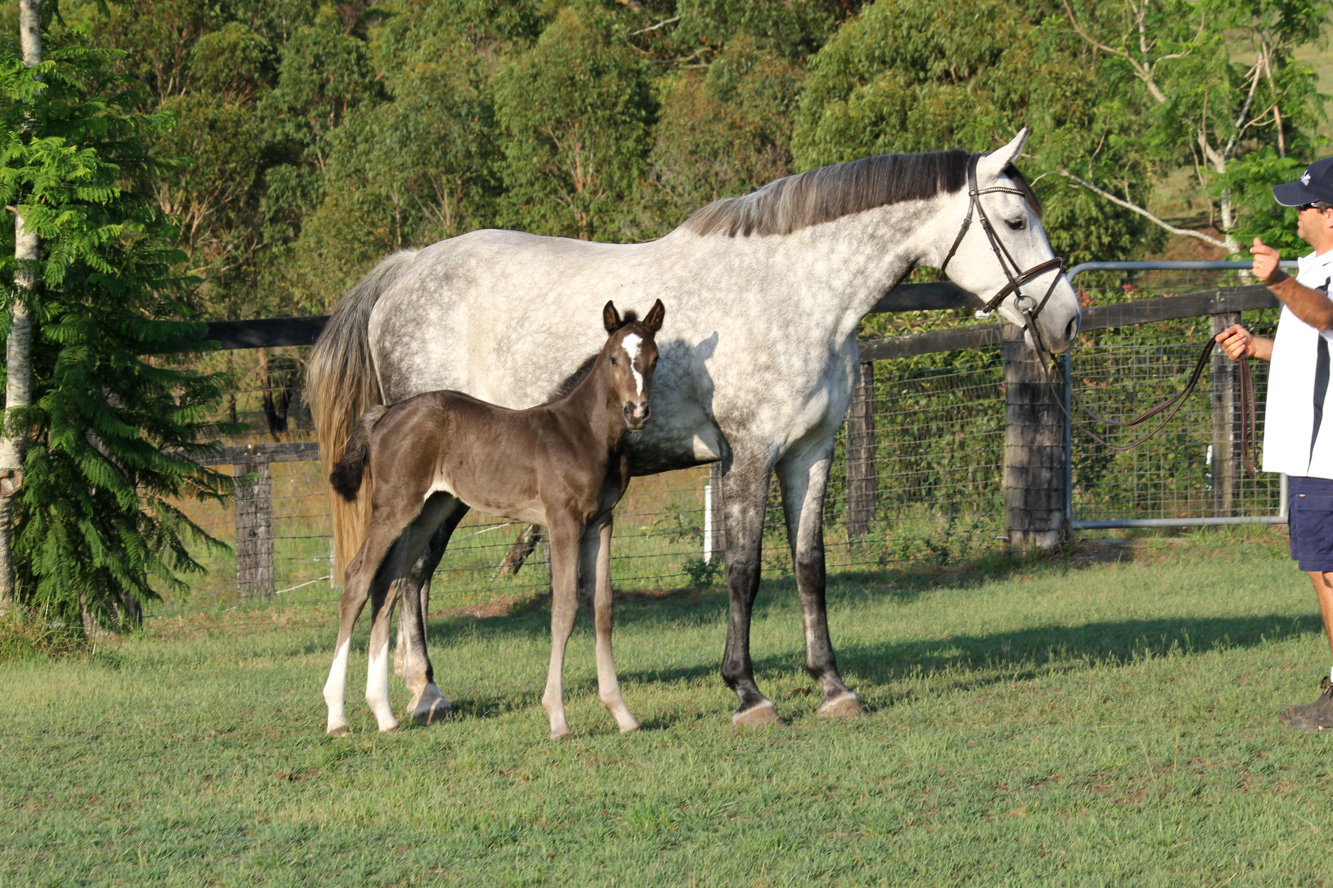 Quintero x Askari filly