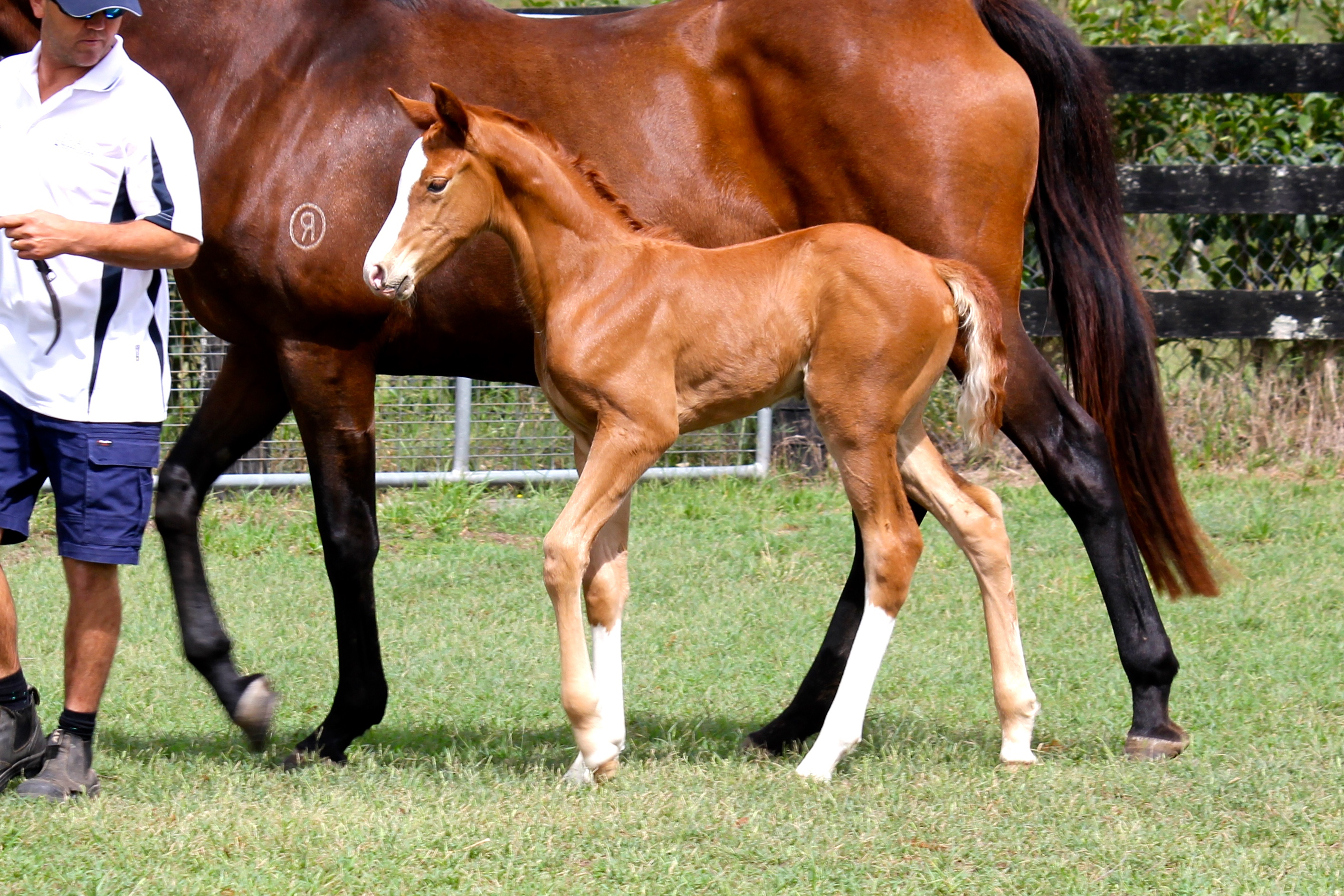 Charisma x TB filly