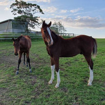 Cera Charisma foal