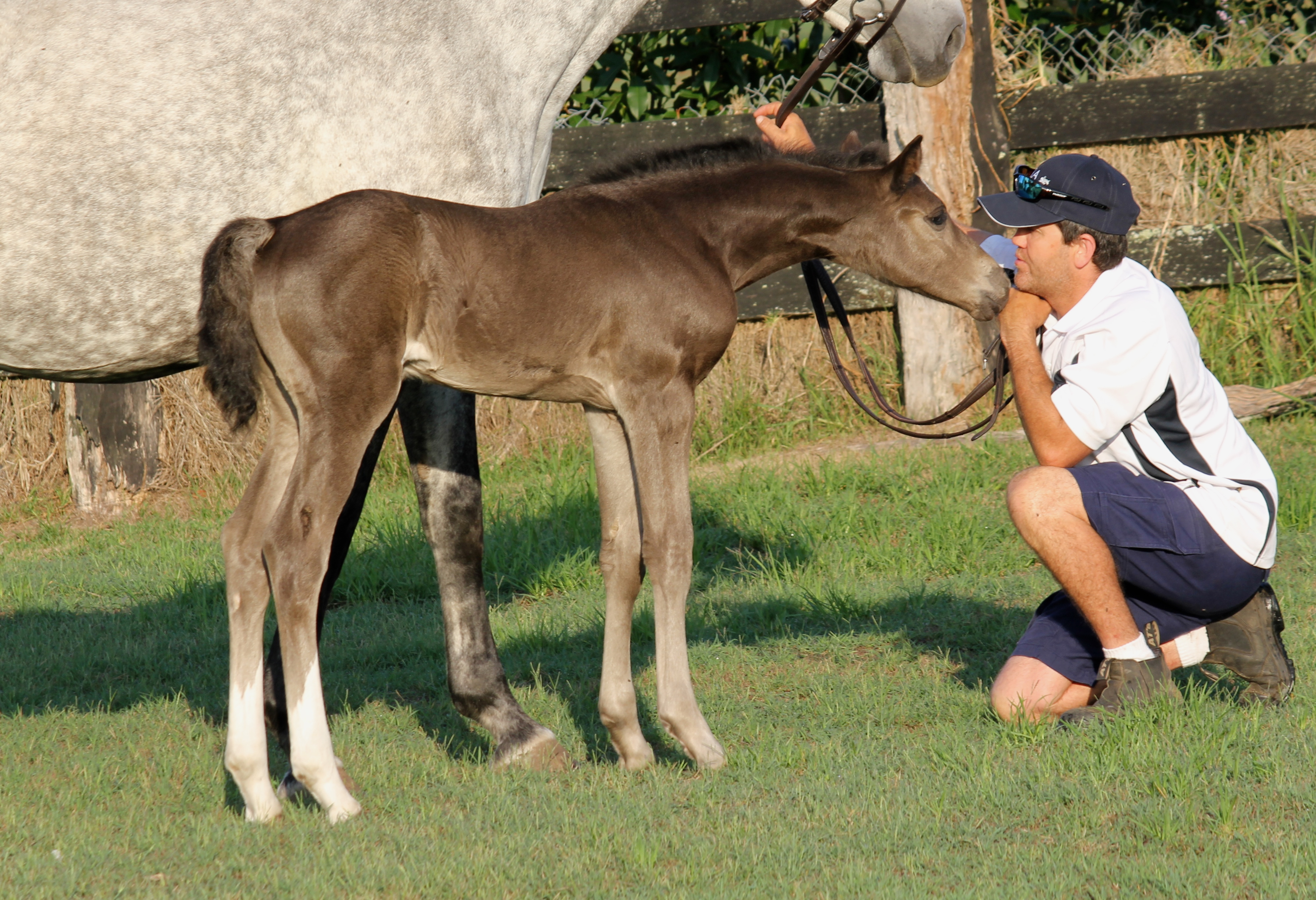 Quintero x Askari filly