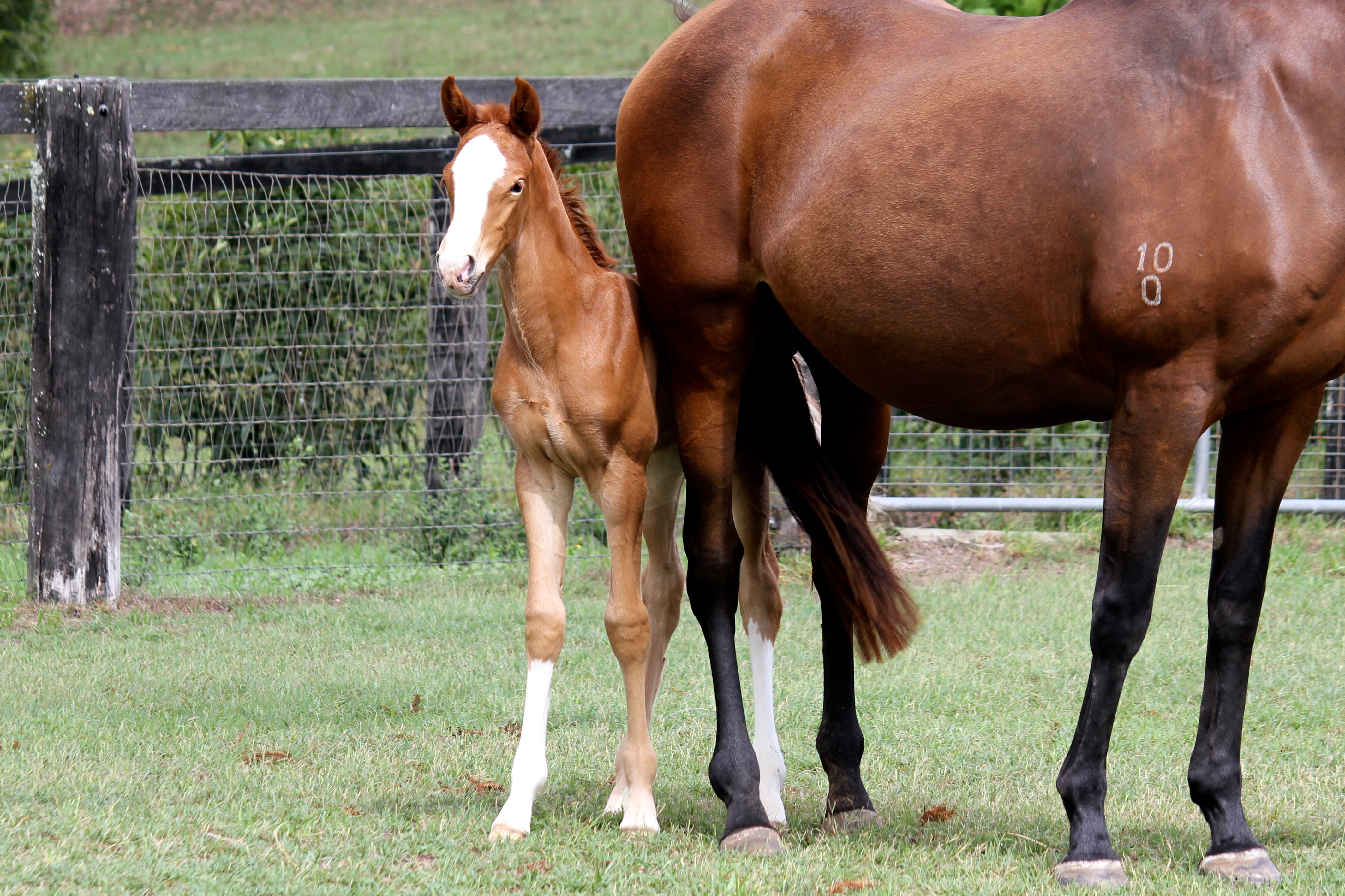 Charisma x TB filly