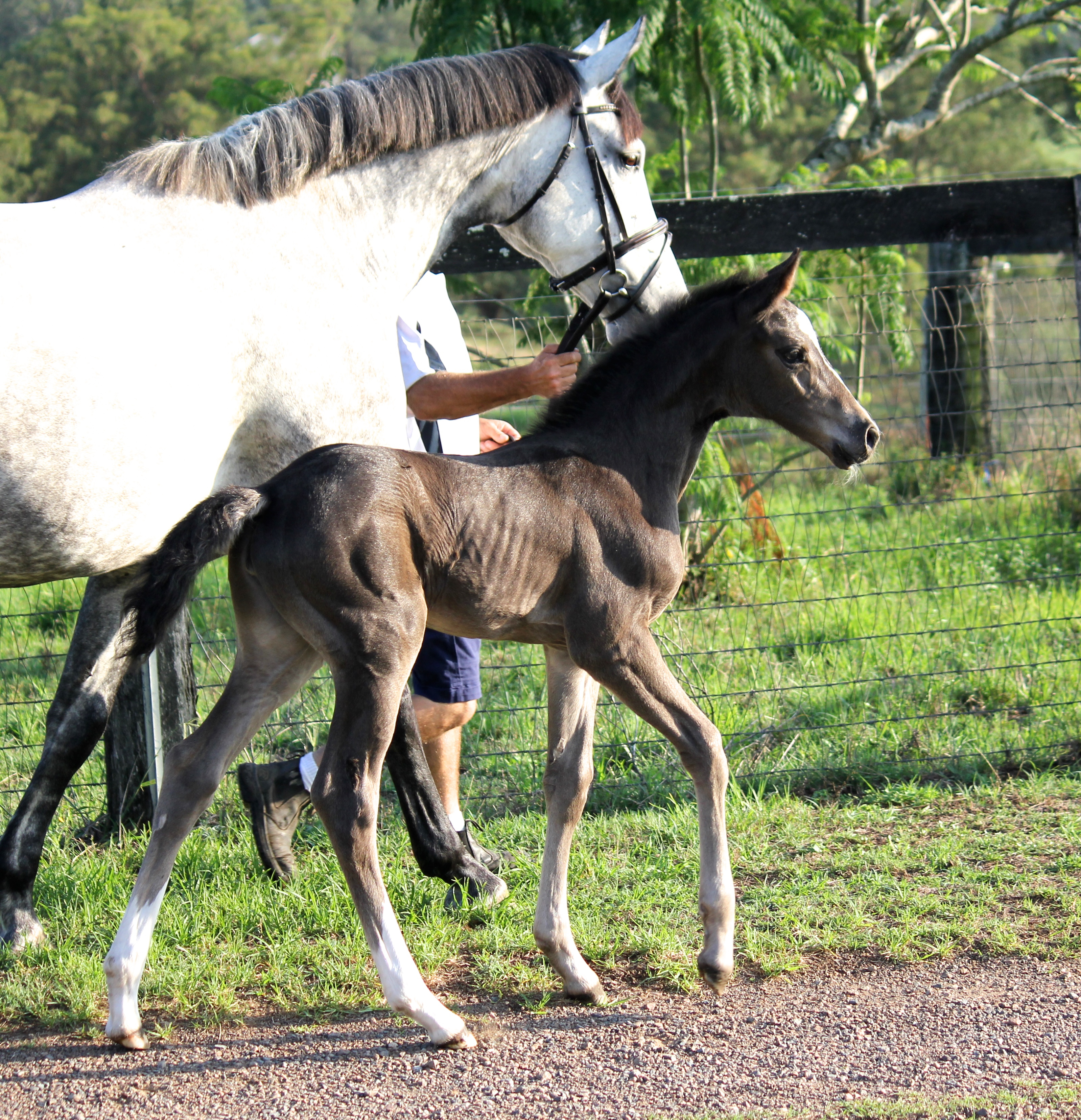 Quintero x Askari filly