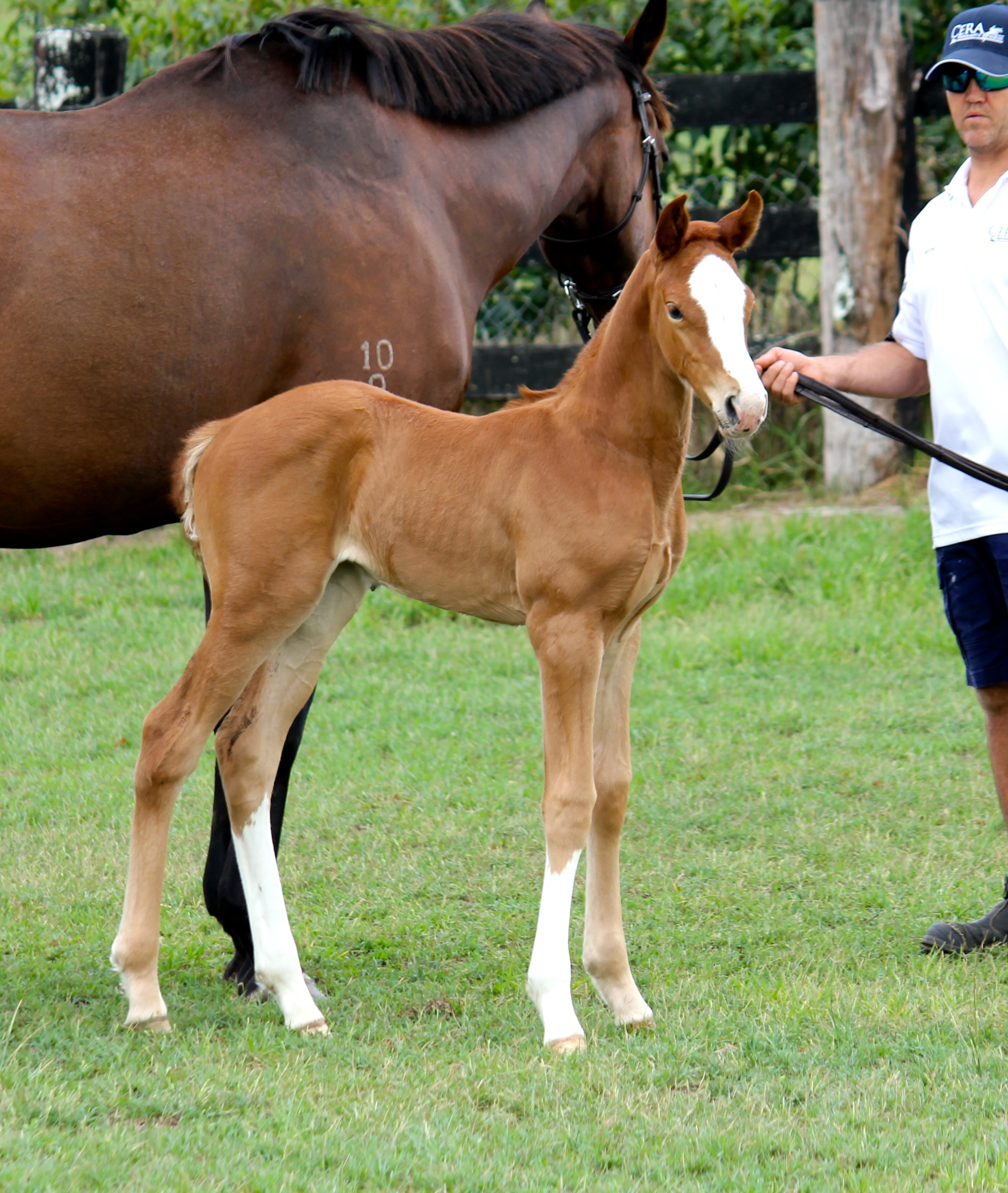 Charisma x TB filly