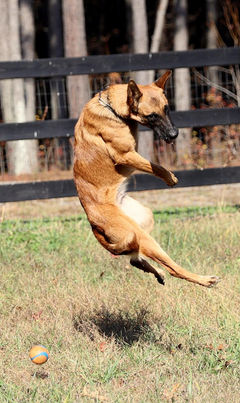 Belgian Malinois Breeder