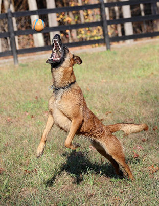 Belgian Malinois Breeder