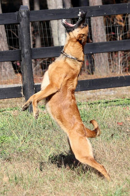 Belgian Malinois Breeder