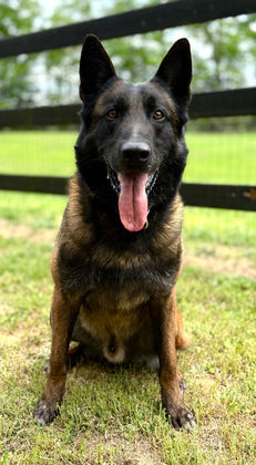 Belgian Malinois Villi Mi-Ji, IP3
