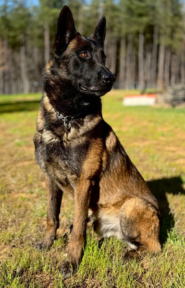 Belgian Malinois Villi Mi-Ji, IP3