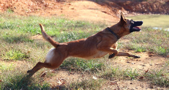 Belgian Malinois Breeder