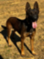 Belgian Malinois