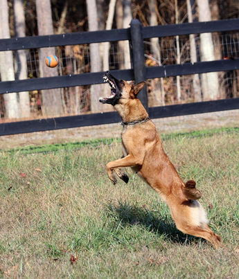 Belgian Malinois Breeder