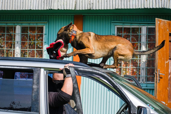 Hel Posledny Mohykan Belgian Malinois