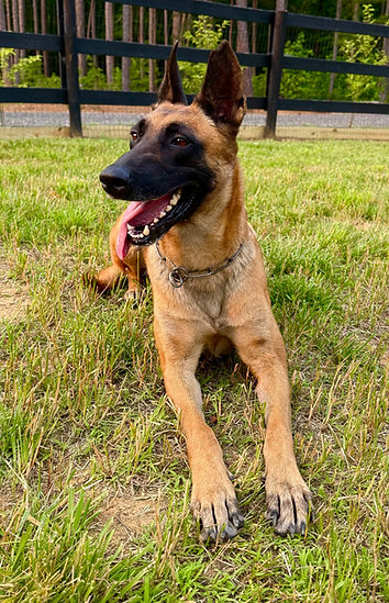 Belgian Malinois Nova