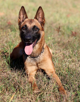 Belgian Malinois Breeder