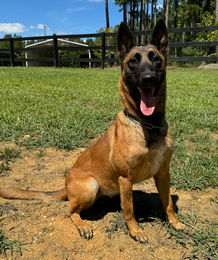 Belgian Malinois Quelle vom Lausitzeck
