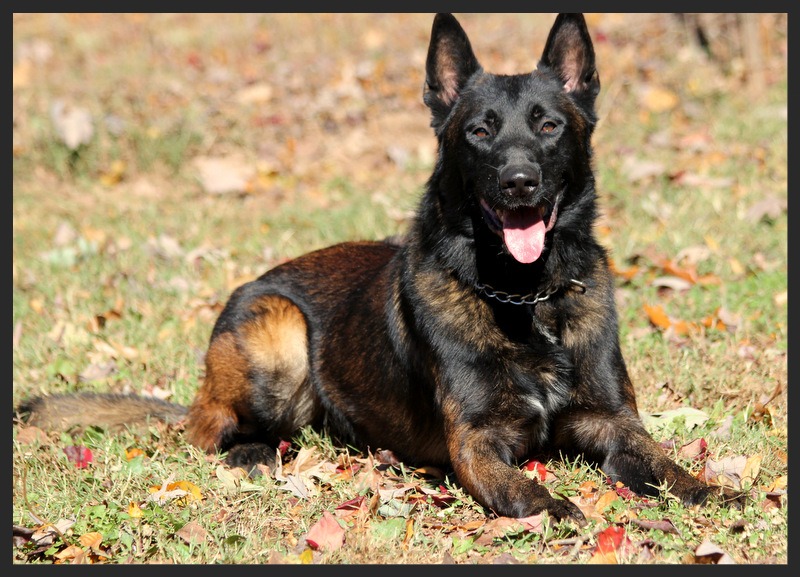 Image Result For German Shepherd V Belgian Shepherd Image Result For German Shepherd V Belgian Shepherd