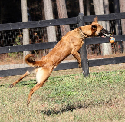 Belgian Malinois Breeder