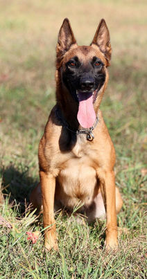 Belgian Malinois Breeder