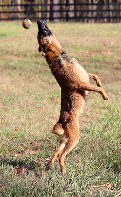 Belgian Malinois Breeder
