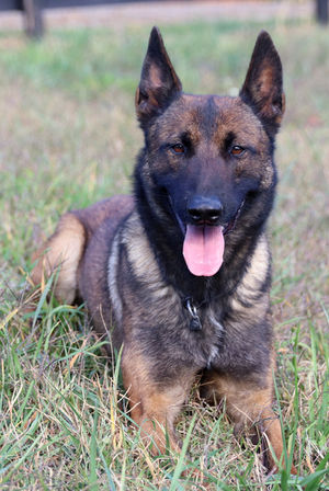 Belgian Malinois Breeder
