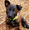 Belgian Malinois Puppies