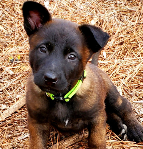 Puppy Deposit Belgian Malinois
