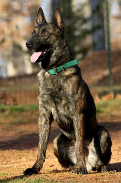 Dutch Shepherd Male