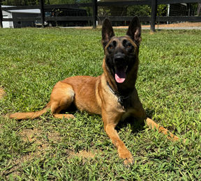 Belgian Malinois Quelle vom Lausitzeck