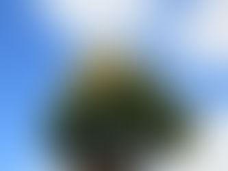 Tallipot en fleurs !