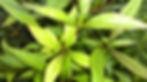 Ayapana - tisane-miracle. Slow travel Ecotourism Nature Mauritius