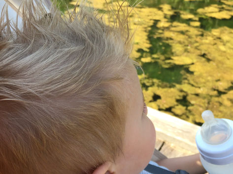 Afternoon Adventures:  Visiting the barnyard animals, raptors and bison at Mountsberg