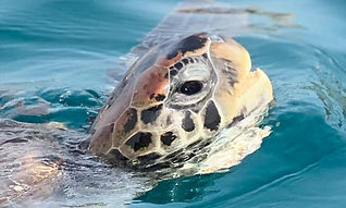 Tortue marine sortant la tête de l'eau en mer au Cap-Vert.