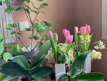 Un petit air de printemps 🌺🌷pendant l’hiver ￼